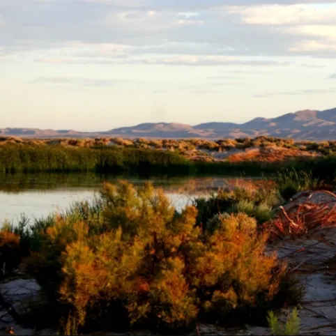 ash-meadows-peterson-reservoir-480x480.webp