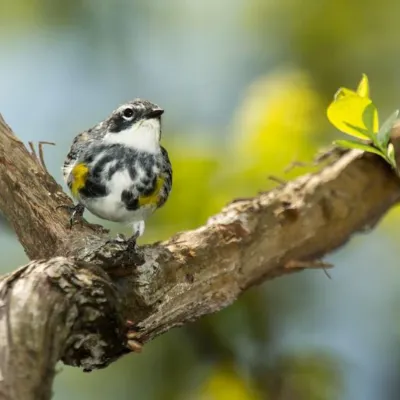 audubons-warbler-400x400.webp