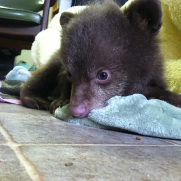 baby-bear-ltwc-595x595-1.webp