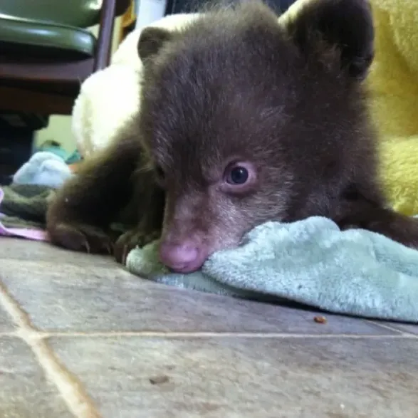 baby-bear-ltwc-595x595.webp
