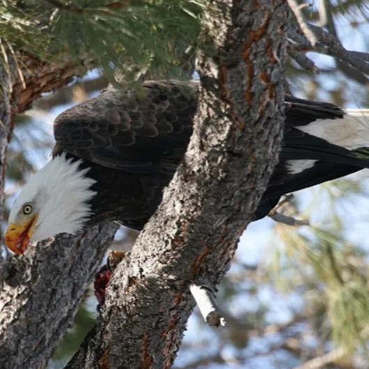 bald-eagle-cbc-500x500.webp