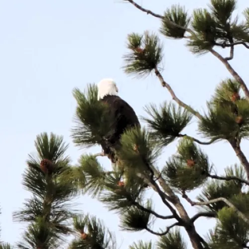 bald-eagle-mark-enders-bigger.webp