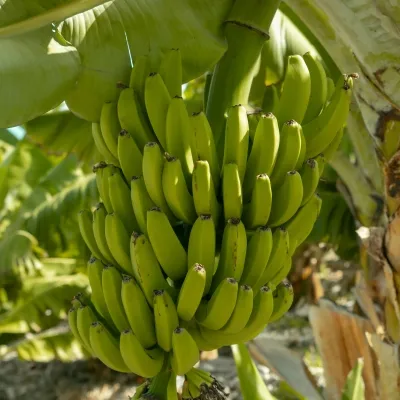 bananas-growing-pexels-liisbet-luup-121486327-33546096-sq-400x400.webp