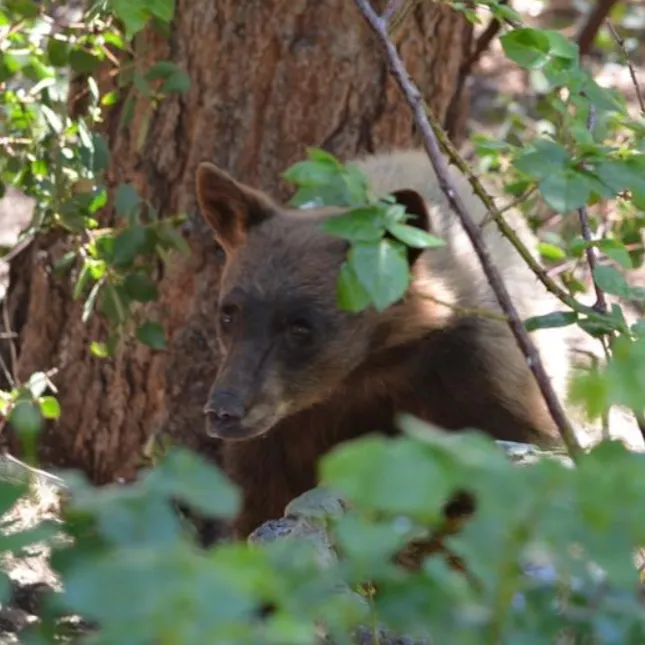 bear-645x645.webp