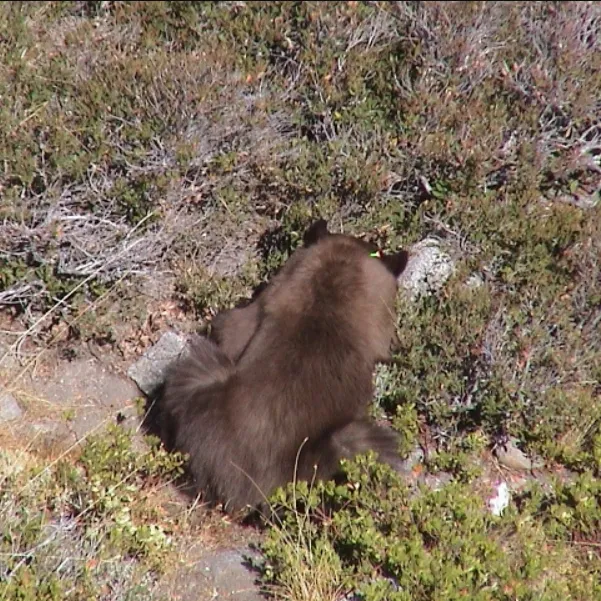 bear-bridge-rescue-600x600.webp