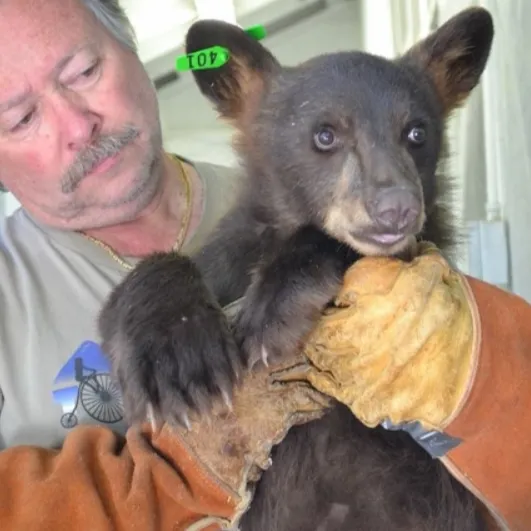 bear-cub-hit-by-car-truckee-ltwc-530x530.webp