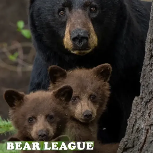 bear-league-from-website-600x600.webp