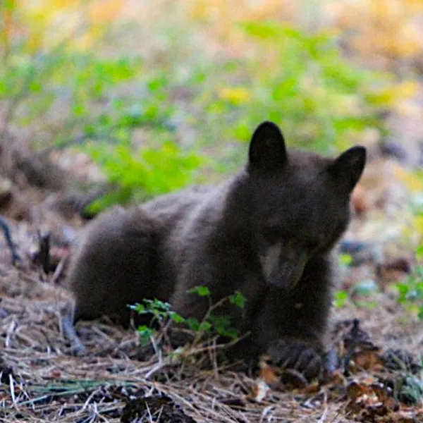bear-mark-smith-600x600.webp