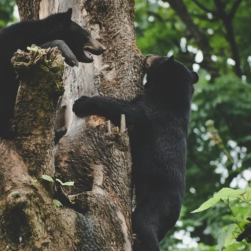 bear-pexels-lorensonowal-12186973-500x500.webp