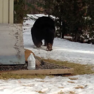 bear-post-eviction-by-the-bear-league-400x400.webp