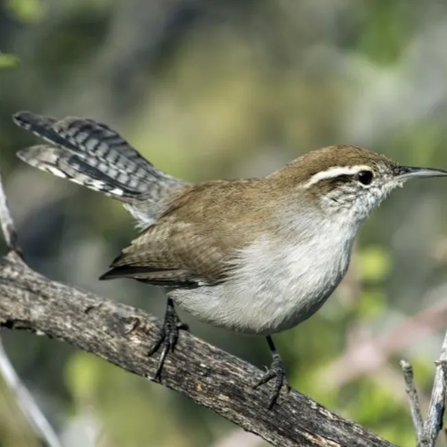 bewicks-wren-650x650.webp