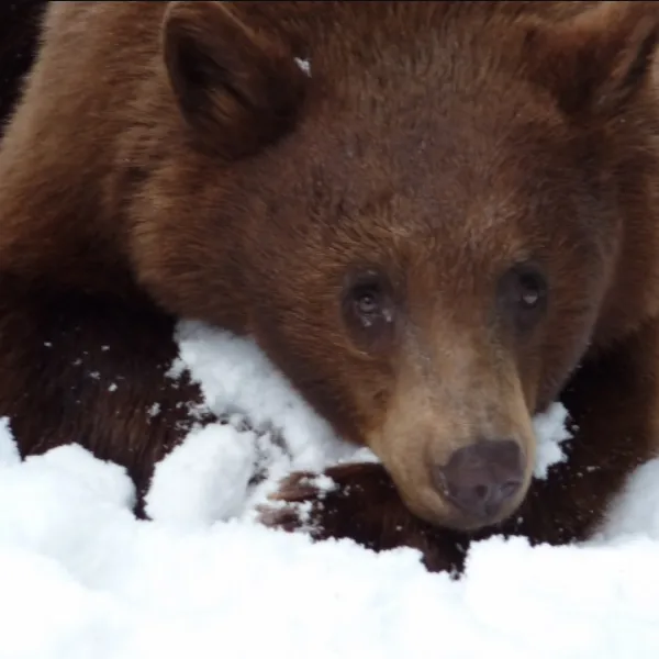 bitsy-the-bear-600x600.webp