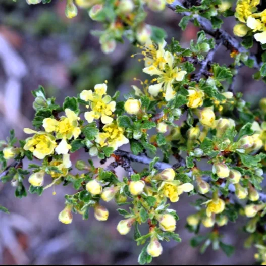 bitterbrush-flower-500x500.webp