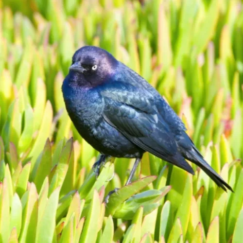 brewers-blackbird-500x500.webp