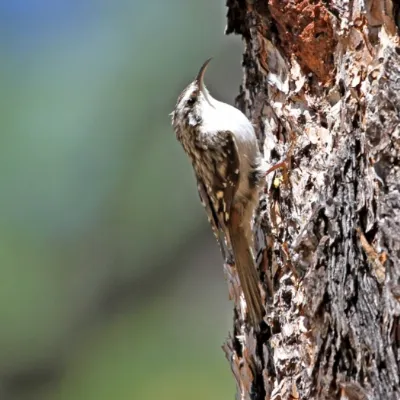 brown-creeper-sq.webp