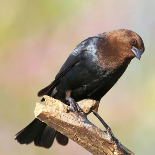 brown-headed-cowbird-500x500.webp