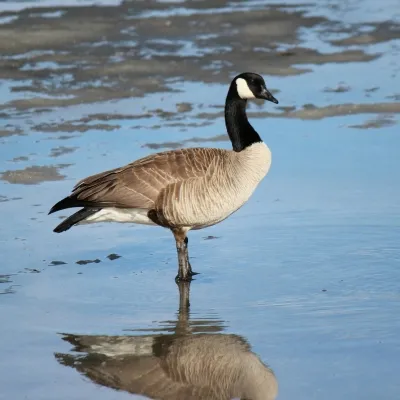canada-goose-pexels-julzzz-posia-712224040-18244426-sq.webp