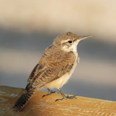 canyon-wren-sq.webp
