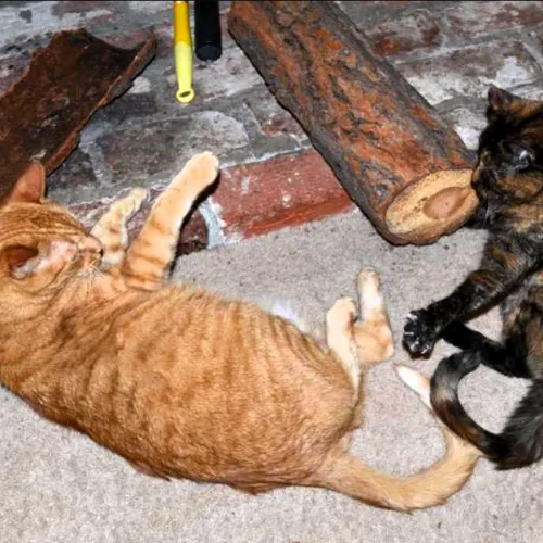 cats-1-500x500.webp