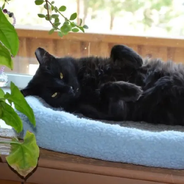 cats-2-646x646.webp