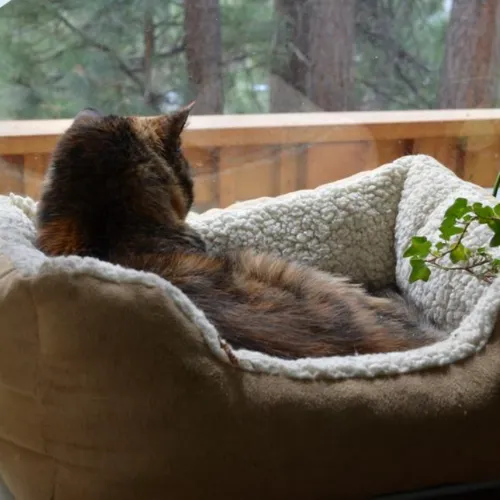cats-3-500x500.webp