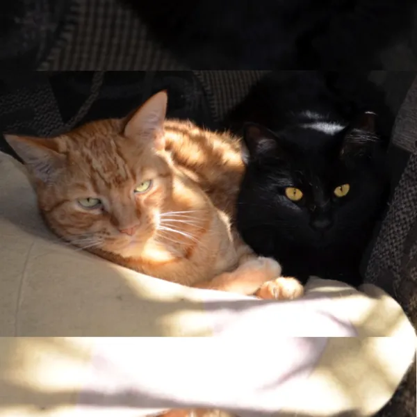 cats-felix-and-scrapper-600x600.webp