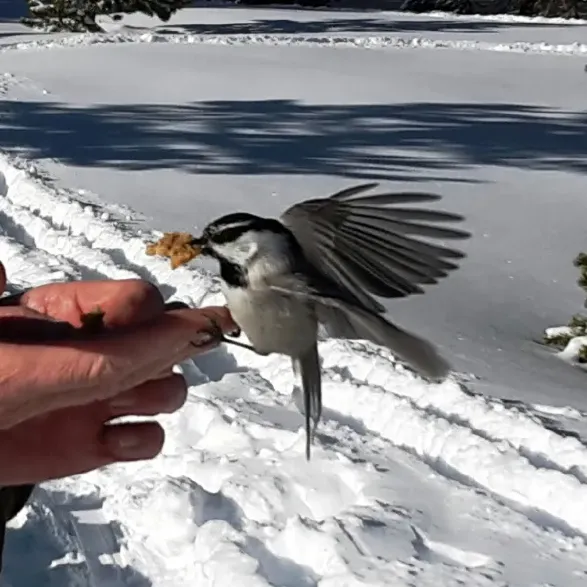 chickadee-on-hand-jacquie-chandler-600x600.webp