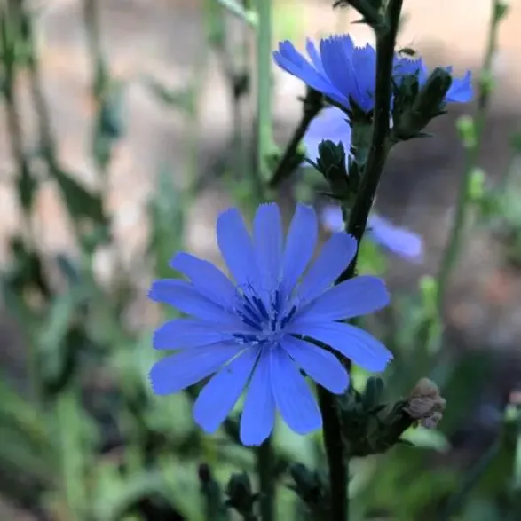 chicory-646x646.webp