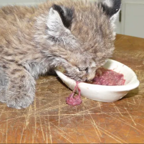 chips-the-rescued-bobcat-2-ltwc-500x500.webp