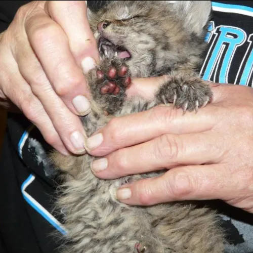 chips-the-rescued-bobcat-ltwc-500x500.webp