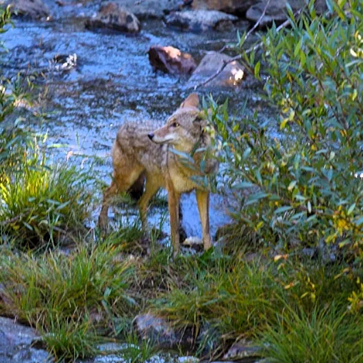 coyote-2-530x530.webp