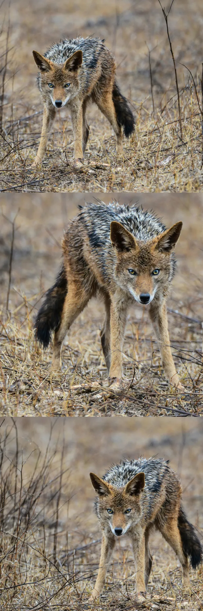 coyote-design.webp