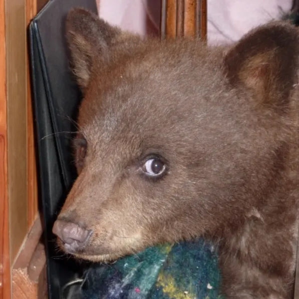 cub-rescue-bear-league-600x600.webp