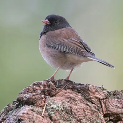dark-eyed-junco-pexels-townsend-walton-6231368-33831628-sq.webp