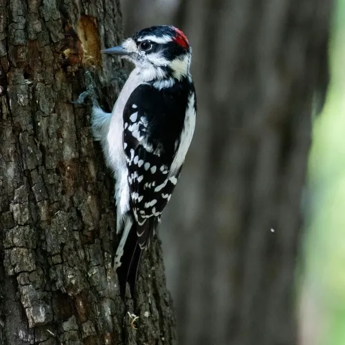downy-woodpecker-pexels-am83-28680202-500x500.webp