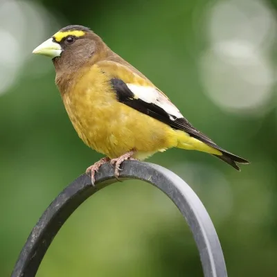 evening-grosbeak-pexels-veronika-andrews-2153322013-32923376-sq.webp