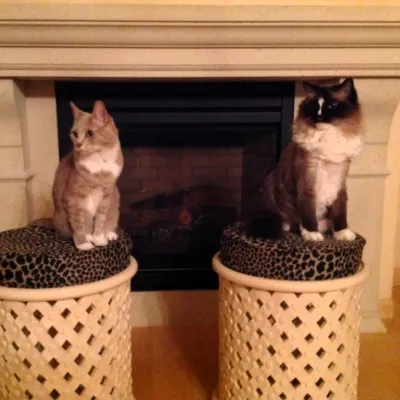 faux-and-charlie-idana.webp