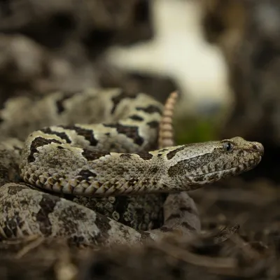 faux-rattlesnake-pexels-ondivade-29622714-sq.webp