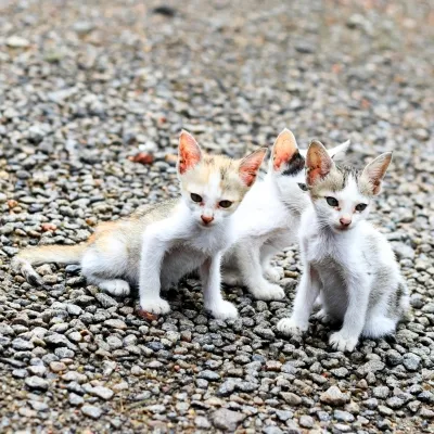 faux-stray-kittens-pexels-ravi-roshan-2875998-18648804-400x400.webp