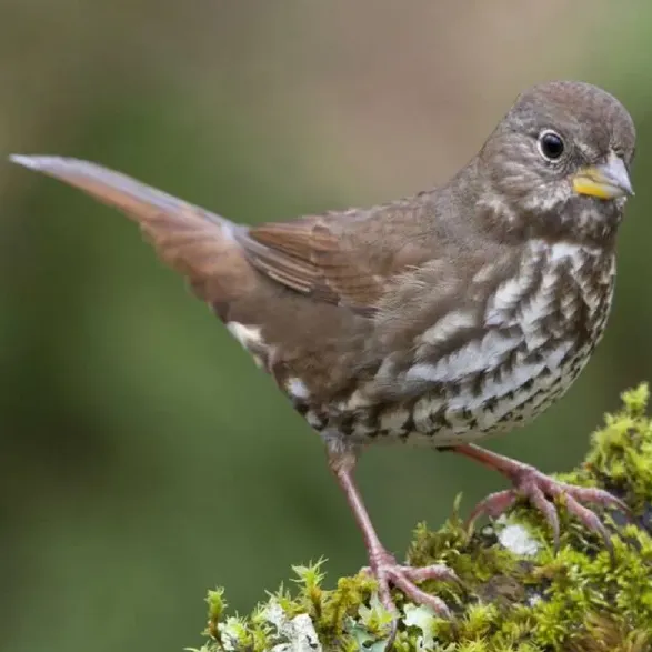 fox-sparrow-780x780.webp