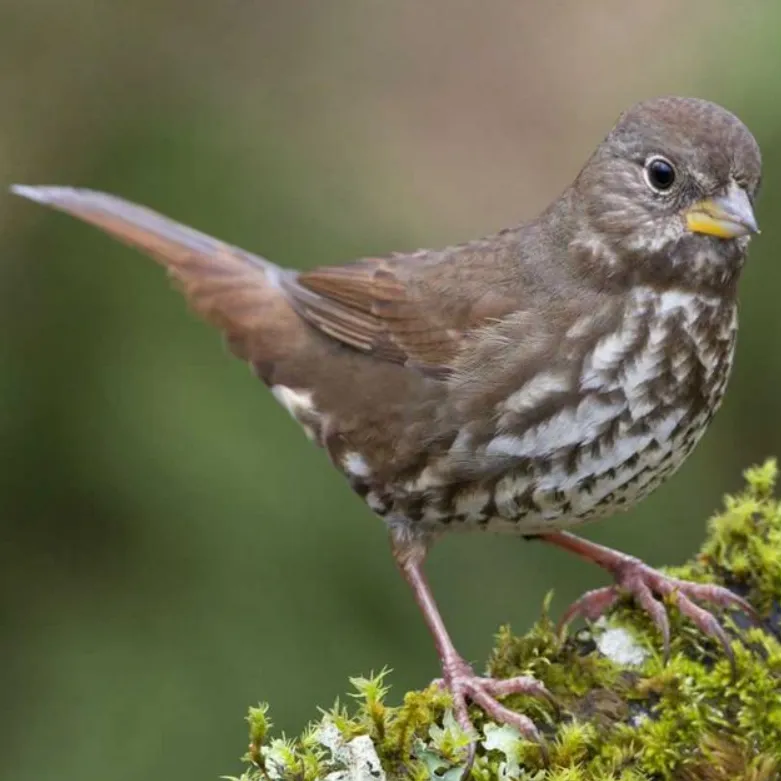 fox-sparrow-780x780.webp