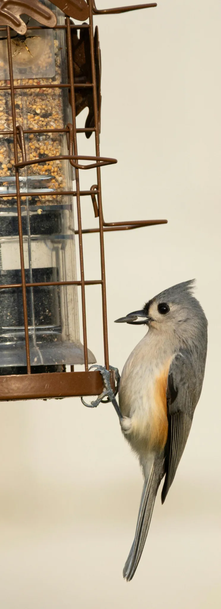 gbbc-tufted-titmouse-pexels-jay-brand-1763356224-34789989-cropped.webp