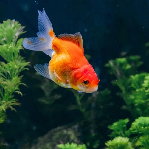 giant-goldfish-pexels-tryputroutomo-30162615-500x500.webp