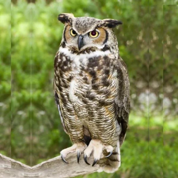 great-horned-owl-600x600.webp