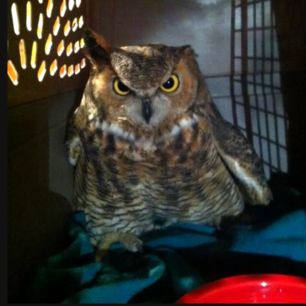 great-horned-owl-with-broken-wing-swc-610x610.webp
