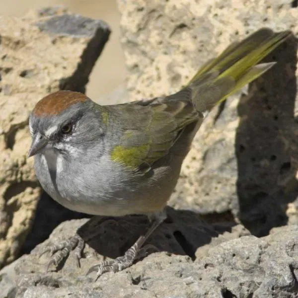 green-tailed-towhee-600x600.webp