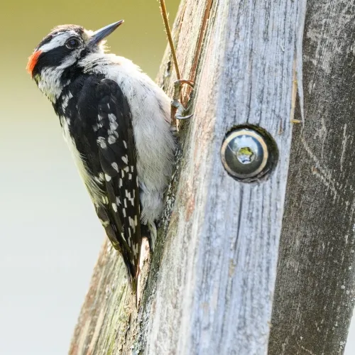 hairy-woodpecker-pexels-jay-brand-1763356224-32402246-500x500.webp