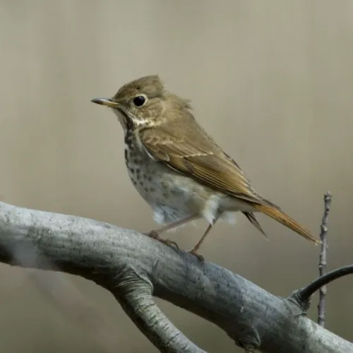 hermit-thrush-500x500.webp