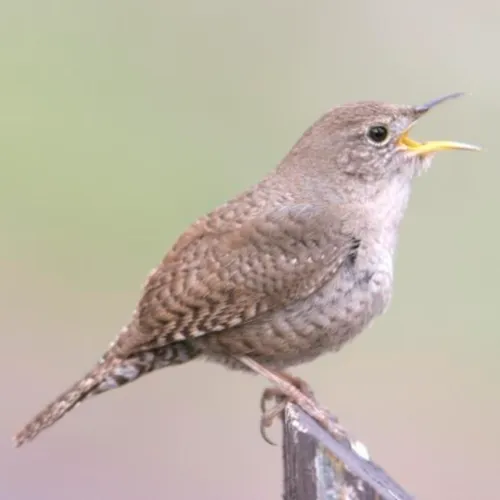 house-wren-500x500.webp