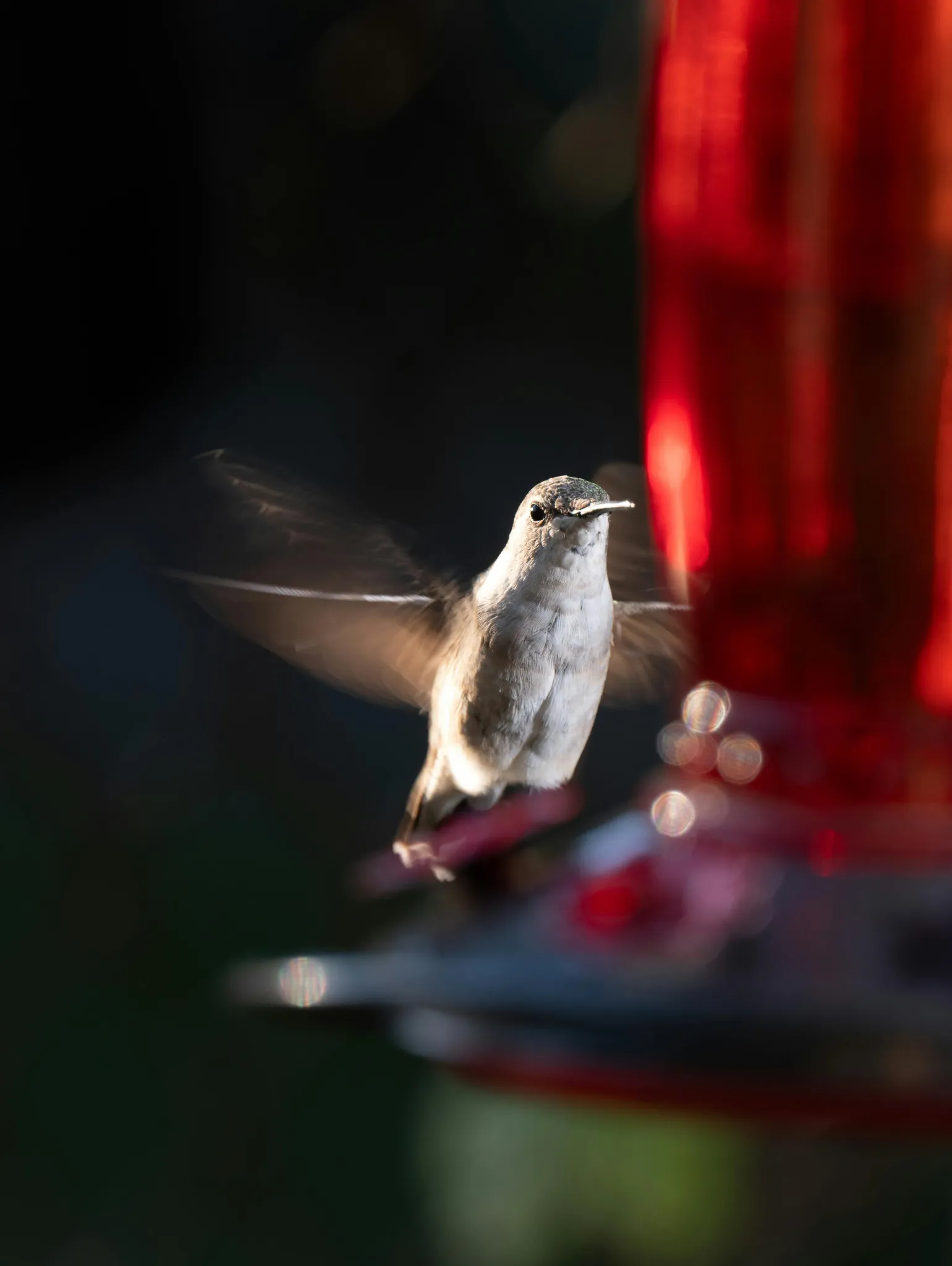 hummingbird-pexels-chris-f-38966-34008612.webp